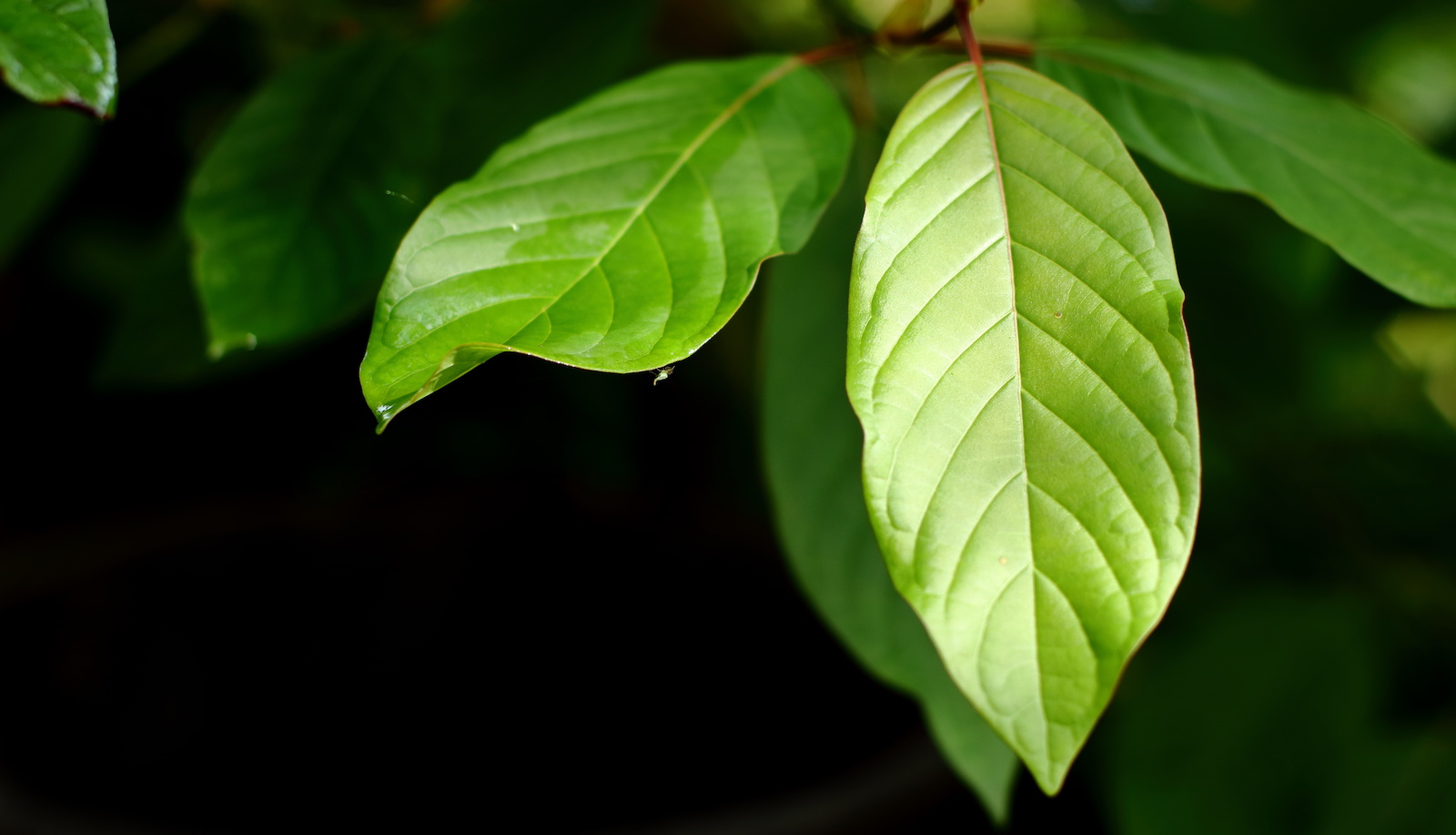 The Dangers of Kratom Powder: Side-Effects, Withdrawal, and Addiction Treatment