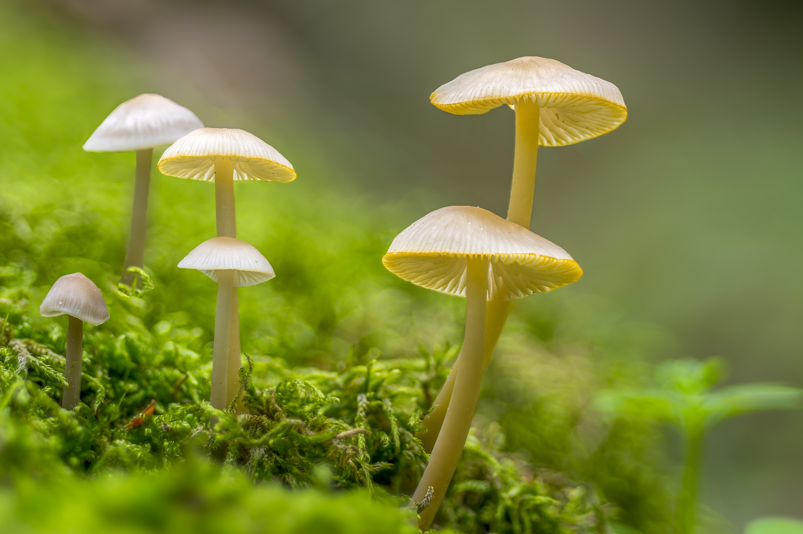 What Are Liberty Caps?: The Risk of Taking Magic Mushrooms